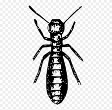 Mawar banyak digunakan sebagai simbol cinta, simpati, atau kesedihan. Social Insects Ant Termite Pest Gambar Animasi Rayap Clipart 3871160 Pikpng