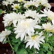 Tanaman hias bunga krisan (chrysanthemum). Bibit Tanaman Hias Bunga Krisan Putih Lock Shopee Indonesia