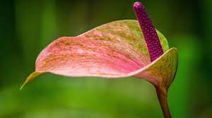 Beautiful Photo Of Obake Anthurium In Close Up Hd Wallpapers Wallpapers Download High Resolution Wallpapers Anthurium Flower Pictures Beautiful Photo
