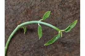 Image result for Ceropegia haygarthii