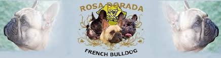 Encuentra anuncios en toda españa. Criadores De Bulldog Frances En Valencia Espana