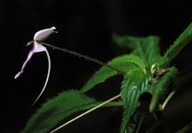 Image result for Impatiens zombensis