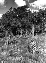 Image result for Mohria lepigera