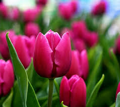 Pin On Flores