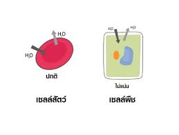 Gotoknow.org การวัดแรงดันทีเกิดจากกระบวนการออสโมซิ ส จะใช้เครื องมือชือ ออสโมมิเตอร์ ซึ งในการทดลองอาจใช้เยือชันในของเปลือก. à¸­à¸­à¸ªà¹‚à¸¡à¸‹ à¸ª Trueplookpanya