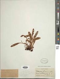 Image result for Elaphoglossum acrostichoides