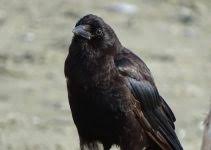 Do they know about him and squirrel, and does crow still love her? Do Crows Eat Squirrels 7 Facts You Don T Know Animalfate