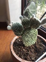 You can either tear the stems between the pads to make to propagate your christmas cactus upright, simply place your cutting in fresh potting soil by the callus formed during the drying time will help keep your cuttings from rotting as they root in the water. Help My Cactus Is Falling Over