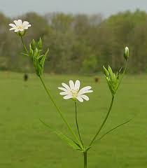 Image result for Stellaria sennii
