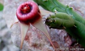 Image result for Huernia procumbens