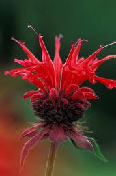 Pin On Gardening