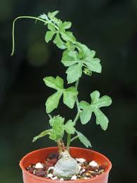 Image result for Kedrostis nana