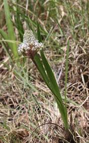 Image result for Schizocarphus nervosus