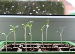 Bush green beans, such as tender pod and blue lake, are the staple of many home gardens, as they require little space to grow and produce an abundant crop of fresh beans in 50 to 55 days. Germination Planting Beans Perkins Elearning