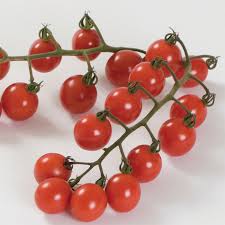 Robyn she | her on instagram: Jasper Hybrid Tomato Aas Winners Totally Tomatoes