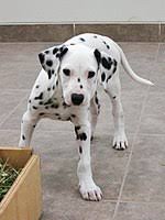 Watch as two of them play with each other while the rest of the litter tries to. Dalmatian Dog Wikipedia