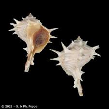 Image result for Micractis bojeri