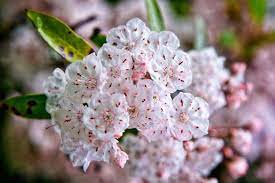 Gift's farm in pennsylvania, penngift crownvetch (coronilla varia l. Come Enjoy The Mountain Laurel Pennsylvania S State Flower Visit Pa Great Outdoors