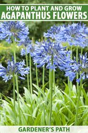 How To Grow And Care For Agapanthus Gardener S Path In 2020 Agapanthus Plants Flower Care