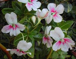 Image result for Impatiens irvingii