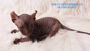 Https Spoiledsphynx Weebly Com Uploads 5 0 2 3 5023864 P58 Png Hairless Cat Hairless Kitten Cat Grooming
