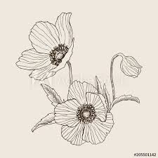 Anemone Flower Tattoo Black And White Anemone Flower Vector Drawing Bouquet Isolated Wild Plant And Leaves Herbal Engraved Style Illustration De Wildflower Drawing Flower Drawing Flower Sketches