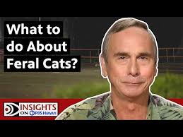 What To Do About Feral Cats?