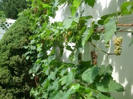 Spalierobst Anbauen Herrliche Idee Fur Den Kleinen Garten Spalier Garten Kleine Garten