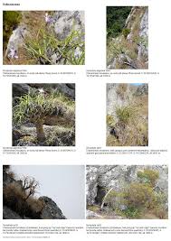 Image result for Xerophyta argentea