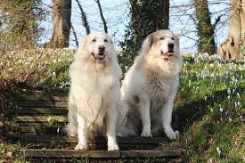 This dog will weigh 70 to 115 pounds and live 7 to 12 years. Great Pyrenees Dog Breed Information