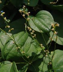Image result for Dioscorea cochleari-apiculata