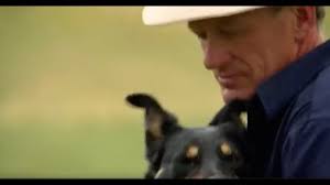 Meet Paul Macphail from Beloka Kelpies