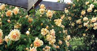 Crepuscule Rose Climbing Roses Thornless Climbing Roses Thornless Roses