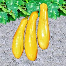 Zucchini is a delicious summer squash that can be used in a wide variety of recipes. Straightneck Squash High Yields Summer Crop