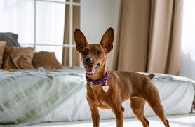 Image result for miniature pinscher