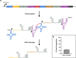 RNA polymerase II-driven CRISPR-Cas9 system for efficient non-growth-biased  metabolic engineering of Kluyveromyces marxianus