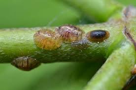 Lea bark scale (eriococcus azalea); Big Problem Small Scale