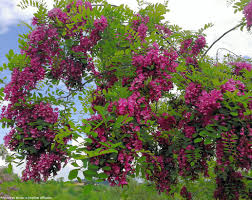 Image result for Margaretta rosea