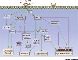 Miss malcom and parks are bringing mr. It Takes Three Receptors To Raise A B Cell Trends In Immunology