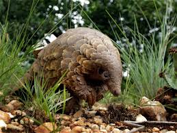 The pangolin's scales make up 20 percent of its total body weight. Coronavirus May Have Spread Through Pangolins Aka World S Most Trafficked Animal