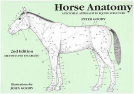 Equine anatomy refers to the gross and microscopic anatomy of horses, ponies and other equids, including donkeys, mules and zebras. Horse Anatomy A Pictorial Approach To Equine Structure Goody Peter 8601419467532 Amazon Com Books