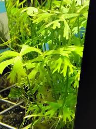 Image result for Ceratopteris