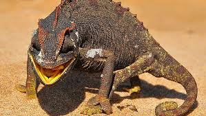 Image result for Disperis mozambicensis