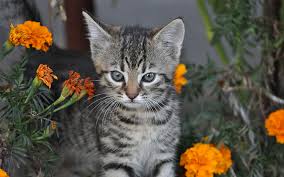 Whether you're looking for a name for your kitty cat or are just browsing, here's a list of the most popular cat names on cuteness.com. Cute Cat Names 200 Top Choices For Pretty Kitties