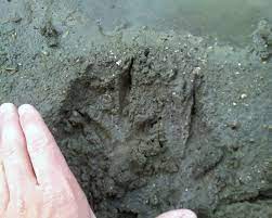 File:Cathartes aura tracks in mud animated.gif - Wikimedia Commons