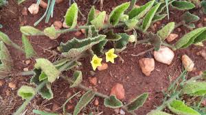 Image result for Cucumis hirsutus