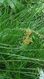 Image result for Bulbine asphodeloides