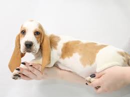 Check spelling or type a new query. Basset Hound Puppies My Next Puppy