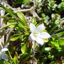 Image result for Wahlenbergia wittei