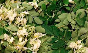 Growing Moringa The Majestic Drumstick Tree Epic Gardening In 2020 Moringa Moringa Seeds Plant Based Protein
